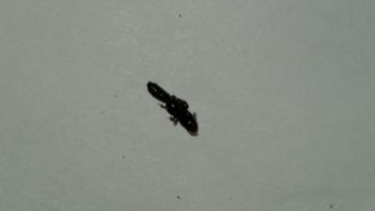 Rove Beetle_Johannasberg