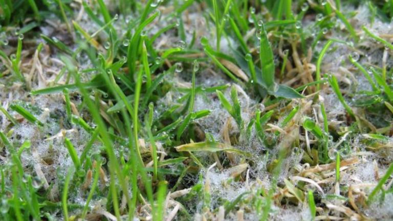 Dollar Spot South Africa Turf Disease