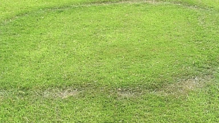 Fairy Ring - Treatment in South Africa
