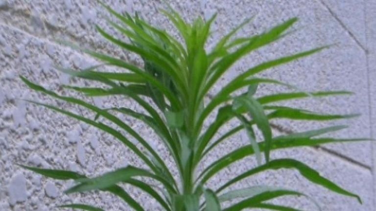 ヒメムカシヨモギ