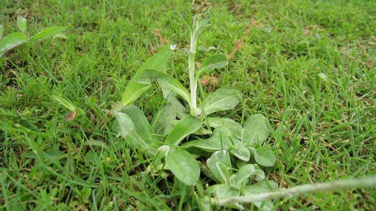 ウラジロチチコグサ 茎を伸ばした形状