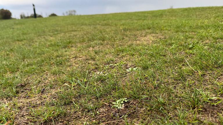 1024_x_576_weeds_in_drought_affceted_fairway_turf_-_stinchcombe_2.jpg