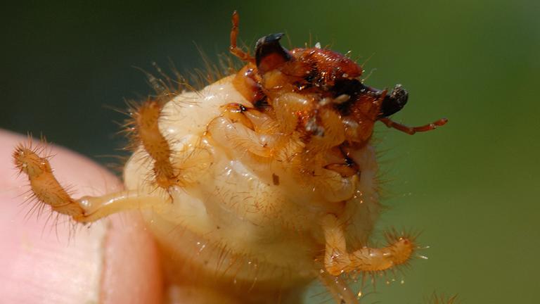 1024_x_576_chafer_bug.jpg