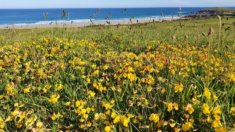 Newquay attracts birds back for seaside linksHear how Dan Kendle and the team at Newquay created habitats for Cornwall's coughs and other biodiversity. 