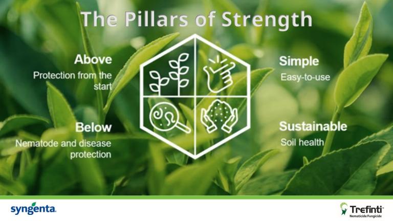Trefinti: The Pillars of Strength