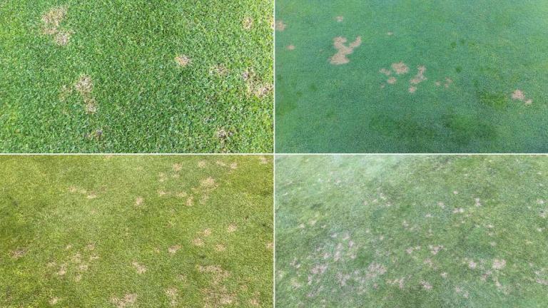 Dollar spot