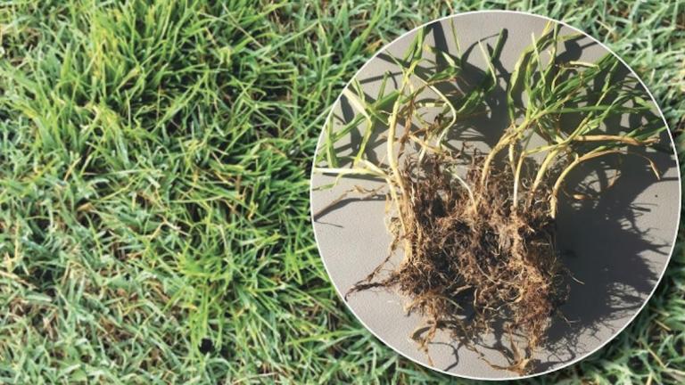 Prevent Poa Annua germinating with Pennant Magnum®