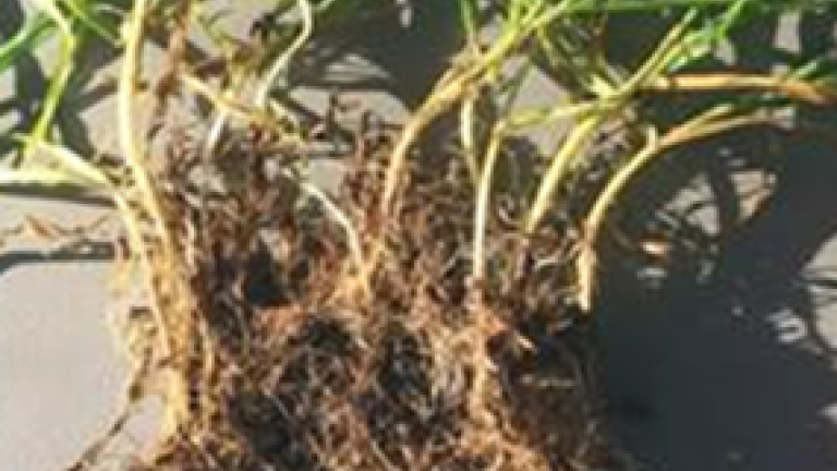 Prevent Poa Annua germinating with Pennant Magnum®