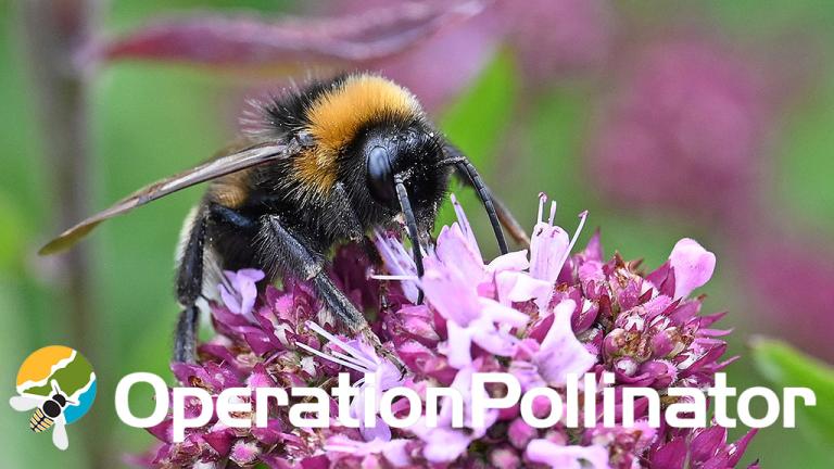 Operation Pollinator bumblebee