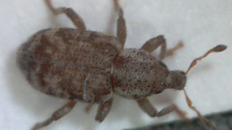 Argentine Stem Weevil 