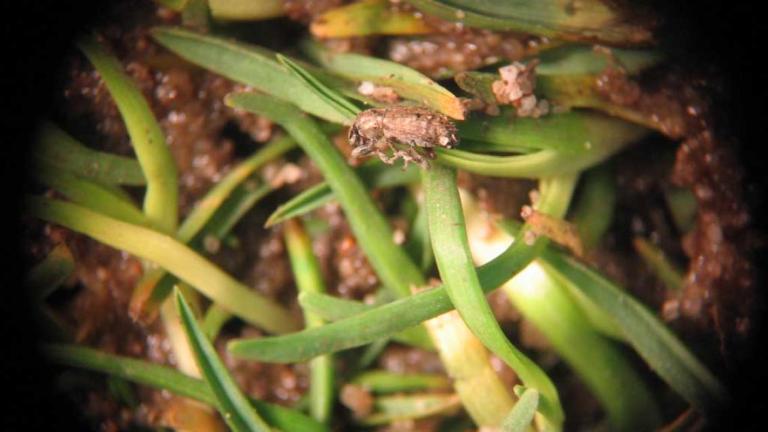 Argentine Stem Weevil 