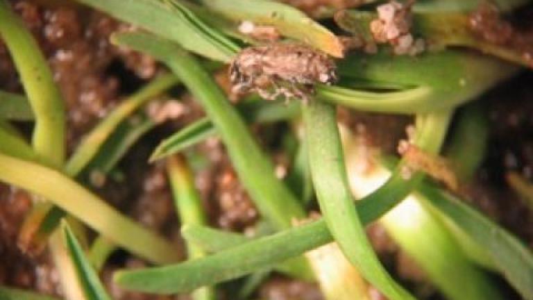 Argentine Stem Weevil 