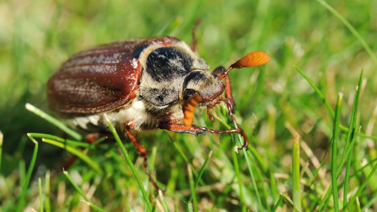 Cockchafer