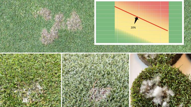 Dollar spot