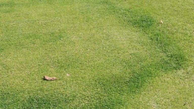 Treating Fairy Ring on your Golf Course