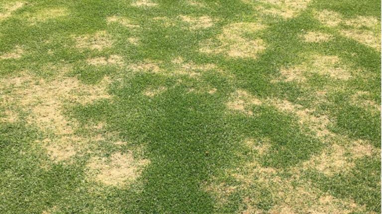 Turf disease - Large Patch