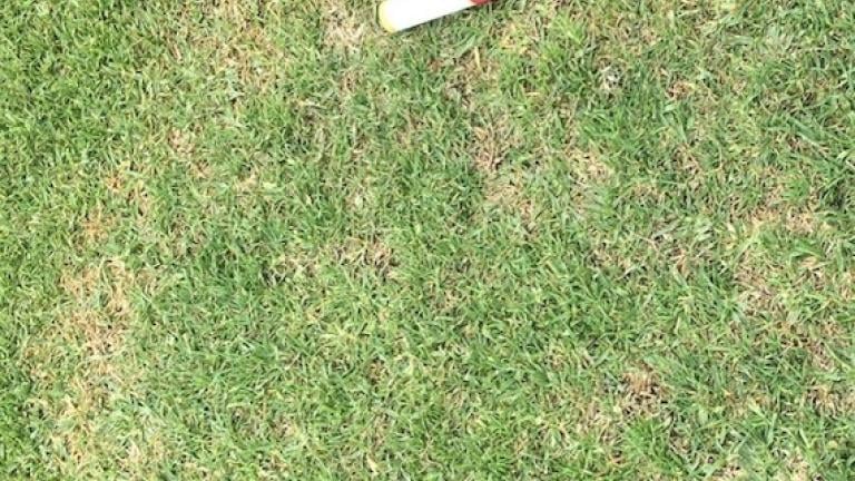 Control Large Patch - South Africa - Golf Courses