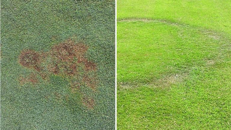 Take-all patch and fairy ring