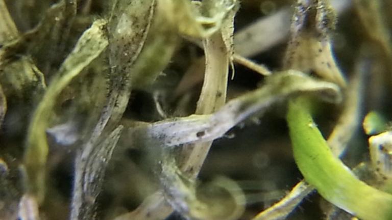Treating Anthracnose on South African Golf Courses 
