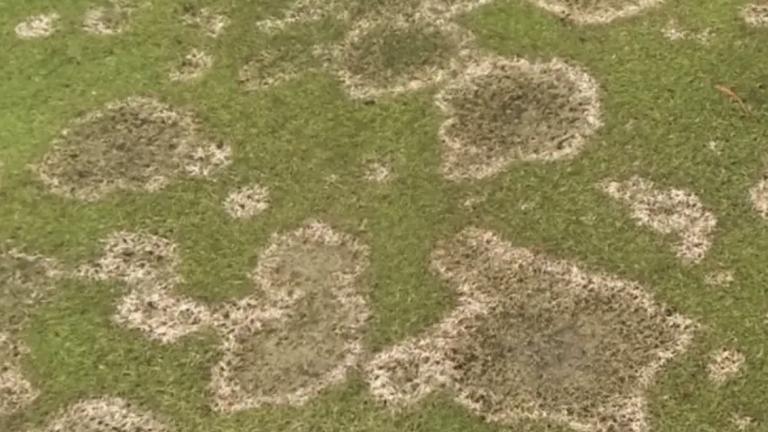 Microdochium Patch - How to treat on your golf course