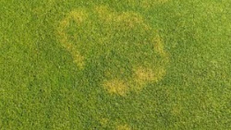 waitea_patch_2