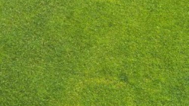 waitea_patch_1
