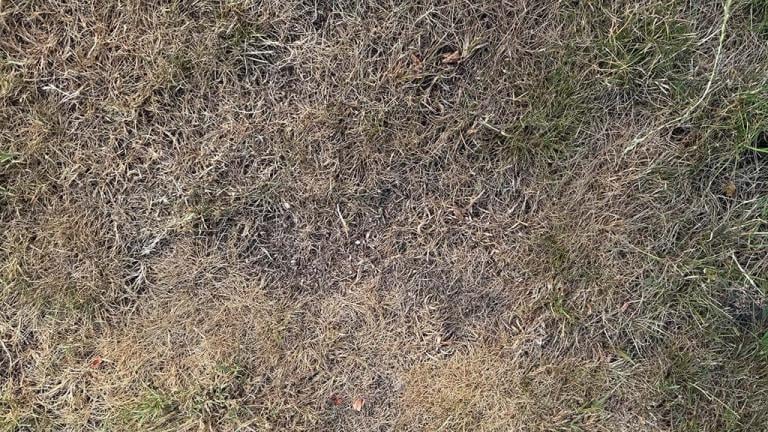 Drought affected turf leaving patches for weed incursion