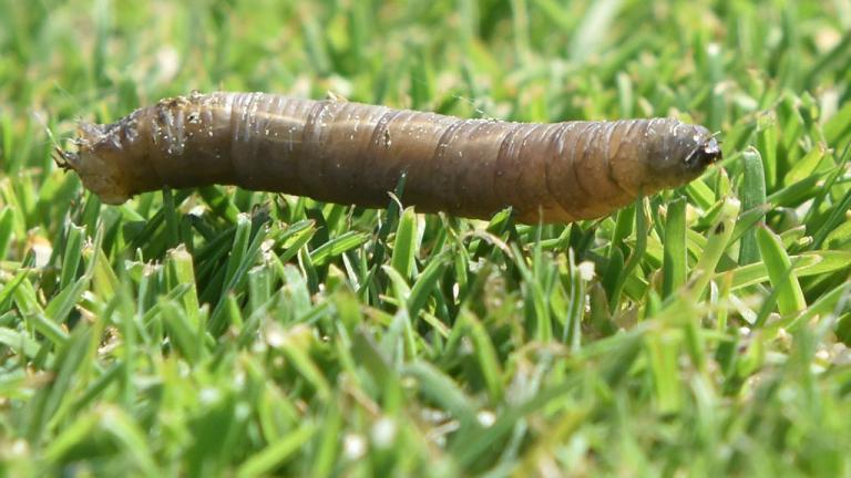 Leatherjacket on green surface