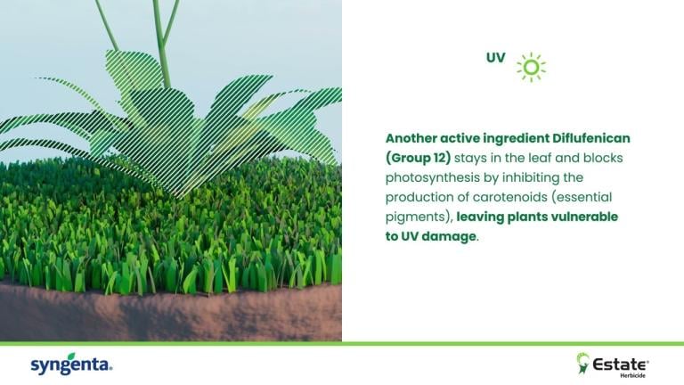 How does ESTATE Herbicide work?