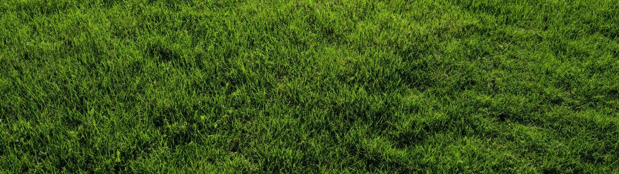 Close-up of lush green grass lawn