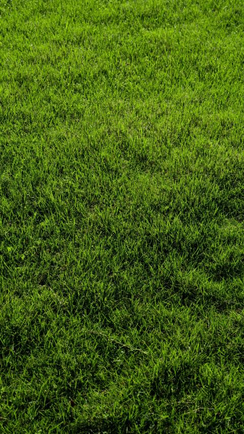 Close-up of lush green grass lawn