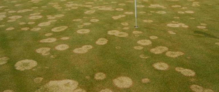 South Africa Golf Turf Care Treating Microdochium Patch