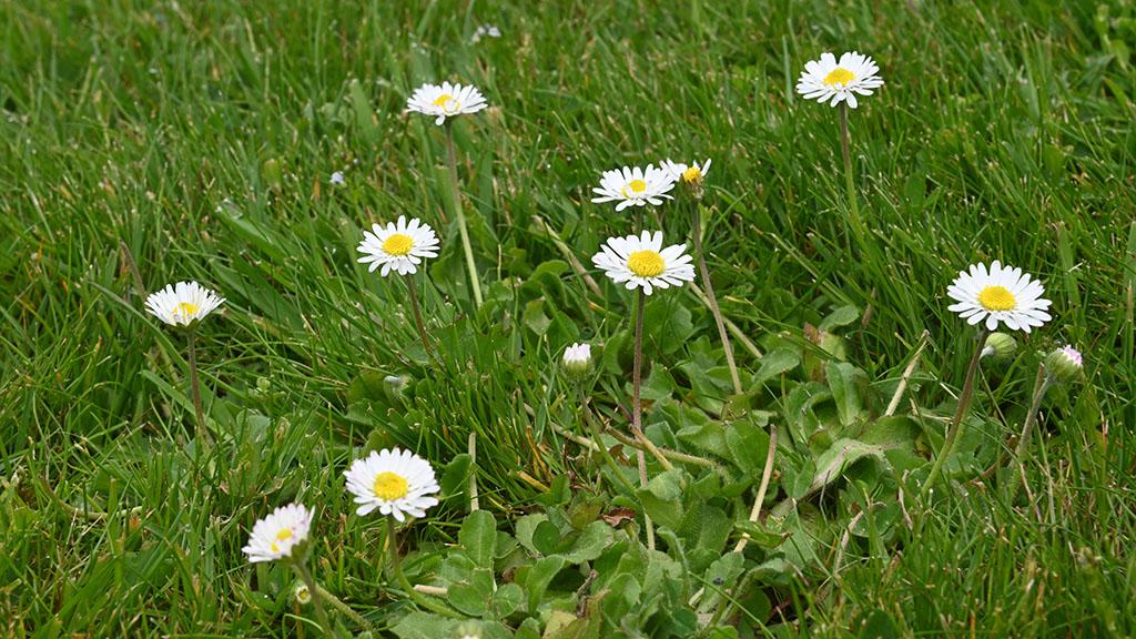 1024_x_576_daisy.jpg