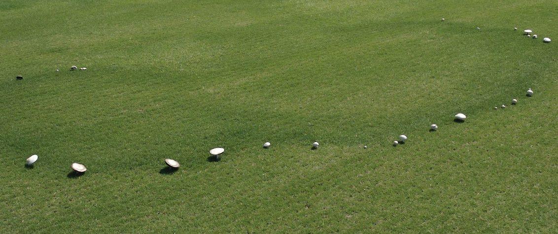 Fairy Rings Turf Image