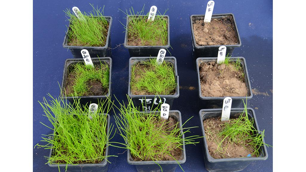 1024_x_576_benefits_of_qualibra_soil_moisture_management_for_seedling_establishment.jpg