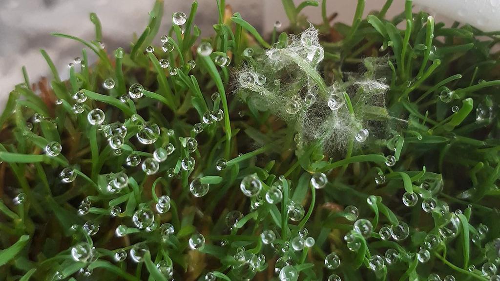 1024_x_576_microdochium_developing_on_turf_leaf_2.jpg