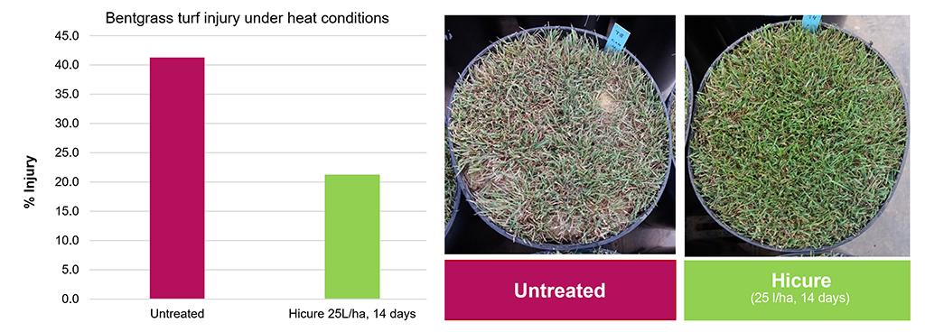 1024_x_376_bentgrass_leaf_injury_under_heat_conditions.jpg