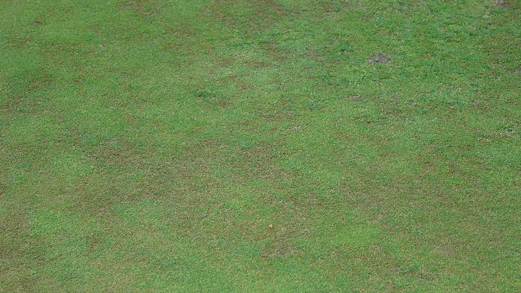 1024_x_576_anthracnose_foliar_blight.jpg