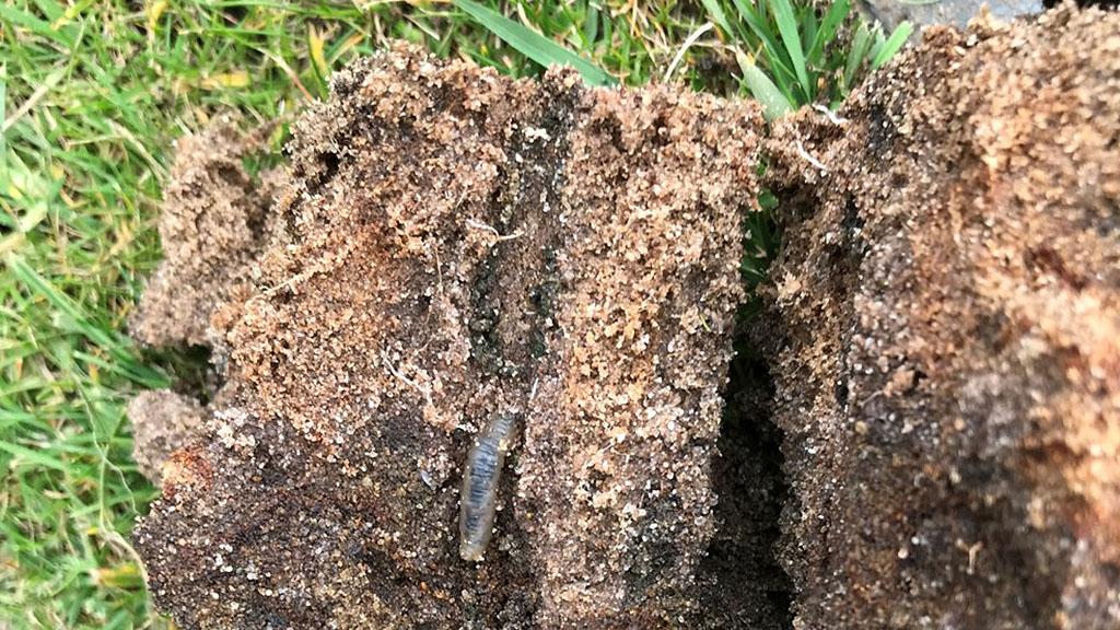 1024_x_576_leatherjacket_in_aeration_holes.jpg