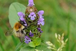 jog20bumblebee202_250x167.jpg