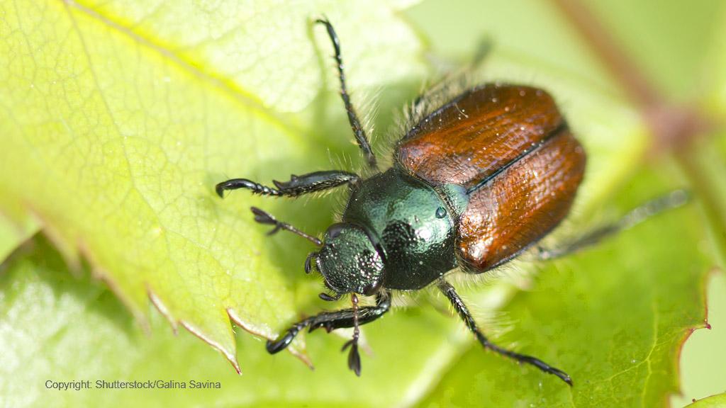 1024_x_576_-_garden_chafer_beetle_-_phyllopertha_horticola_-_adult.jpg