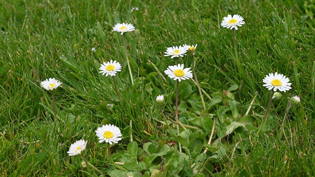 Daisy