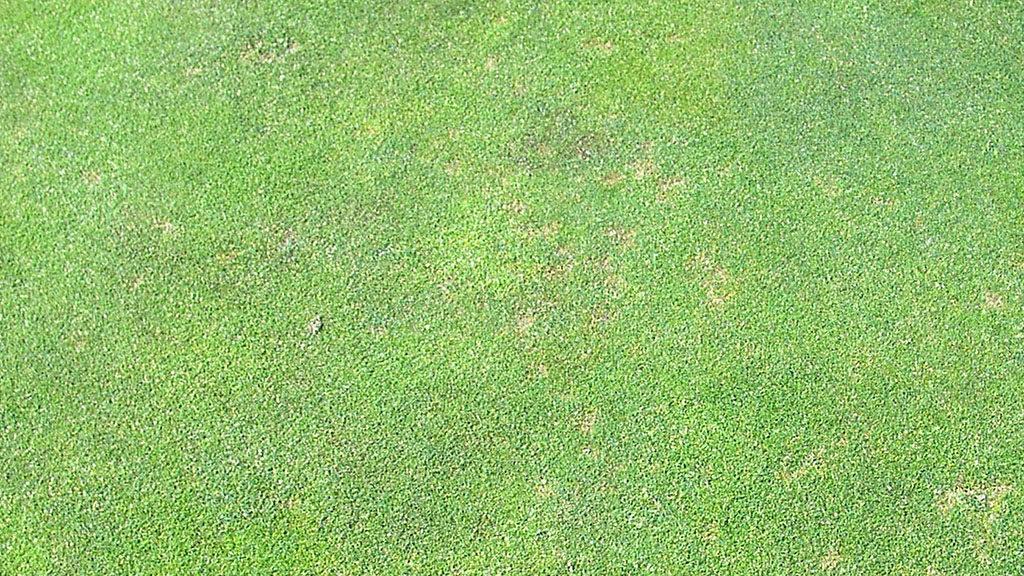 Dollar Spot stri