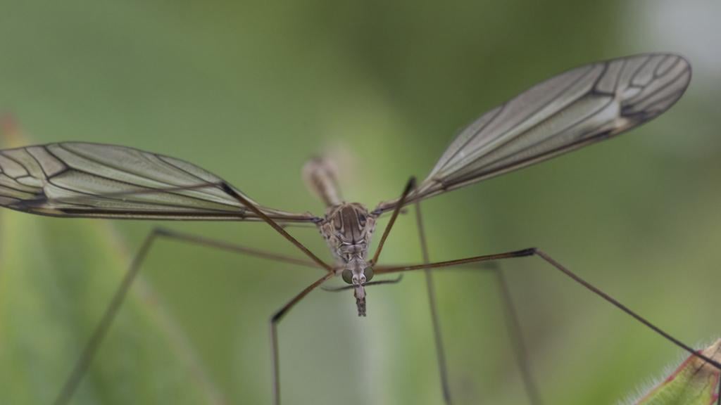 1024_x_624_-_crane_fly_-_daddy_long_legs_14986.jpg