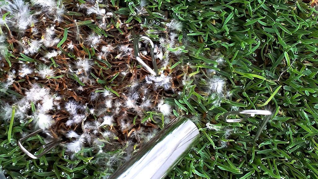 1024_x_576_microdochium_developing_on_turf_leaf_3.jpg