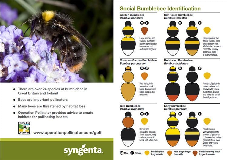 bee_id_guide_1.jpg