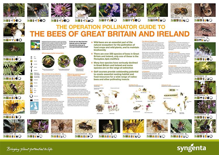 operation_pollinatior_guide_to_bees_poster.jpg