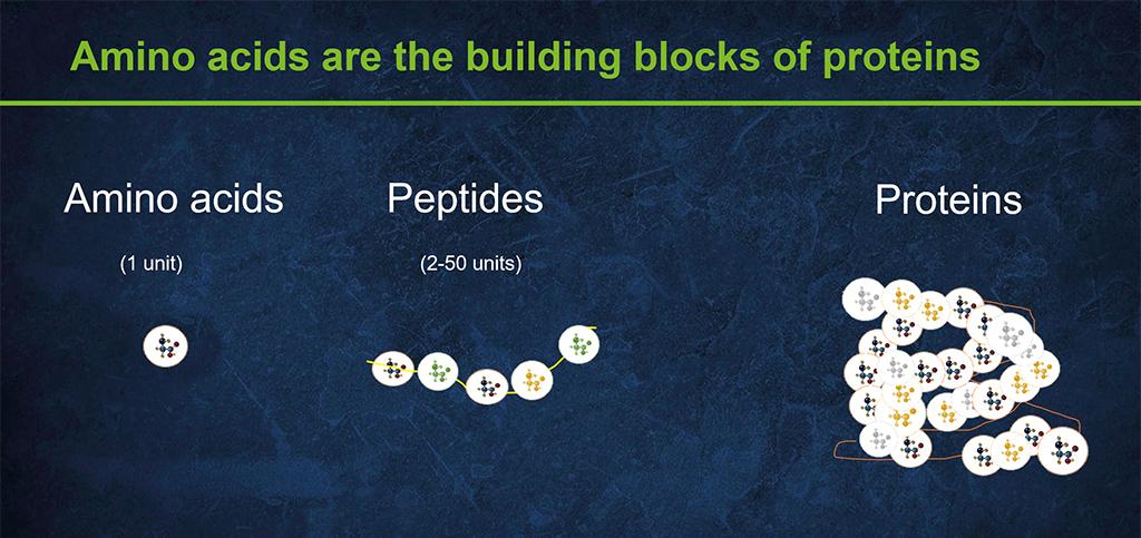 1024_x_455_hicure_pres_amino_acid_building_blocks.jpg