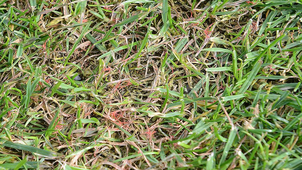 1024_x_576_red_thread_on_fairway_2.jpg