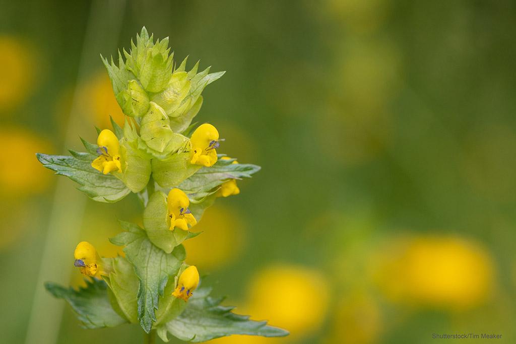 1024_x_683_yellow_rattle.jpg